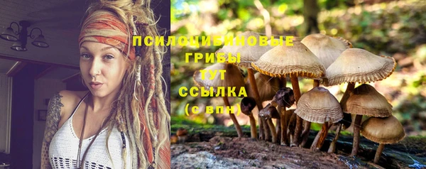 крисы Магас